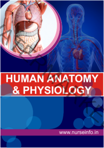 Anatomy And Physiology Book (PDF) DOWNLOAD For NURSING, M.B.B.S, BDS ...