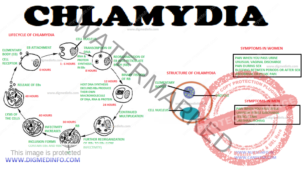 CHLAMYDIA (Psittacosis/Parrot Fever) – General Characteristics, Life ...