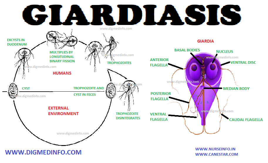 GIARDIASIS - General Characteristics, Transmission, Pathogenesis, Clinical Features, Diagnosis and Treatment 