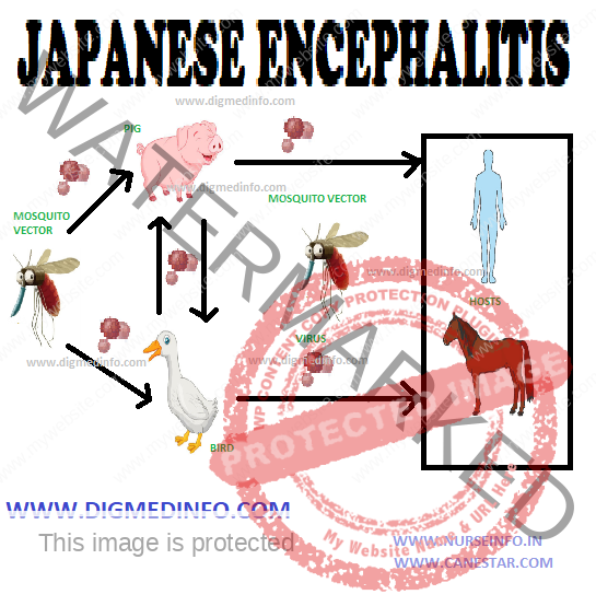 JAPANESE ENCEPHALITIS – General Characteristics, Transmission and Epidemiology, Pathogenesis and Pathology, Clinical Features, Laboratory Diagnosis, Treatment and Prevention 