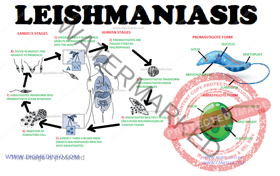 LEISHMANIASIS – General Characteristics 