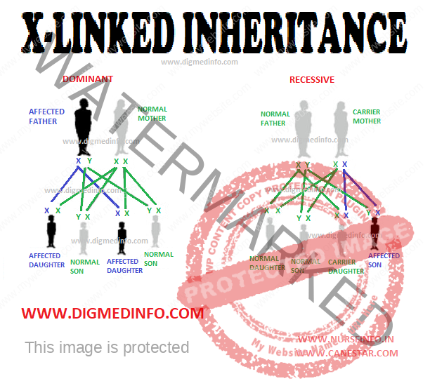 X-linked Inheritance - Sex Chromosome Related Disorders, X-linked Recessive Inheritance and X-linked Dominant Inheritance 