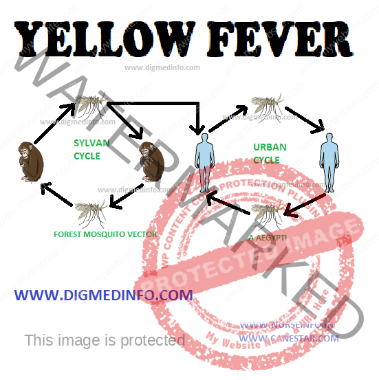 YELLOW FEVER – Etiology, Distribution and Incidence, Distribution and Incidence, Transmission and Epidemiology, Pathogenesis and Pathology, Clinical Features, Diagnosis, Treatment and Prevention 