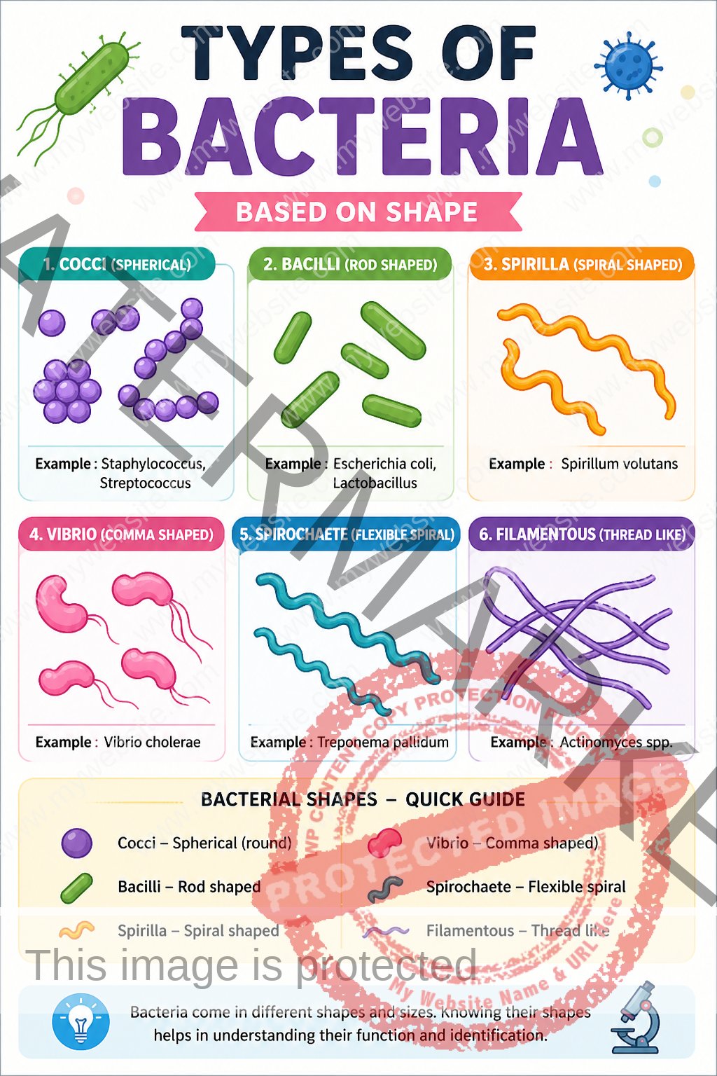 types of bacteria