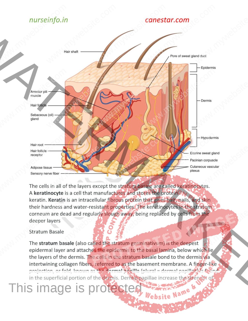 BSc Nursing First Year Anatomy Notes/Book (PDF) nurseinfo