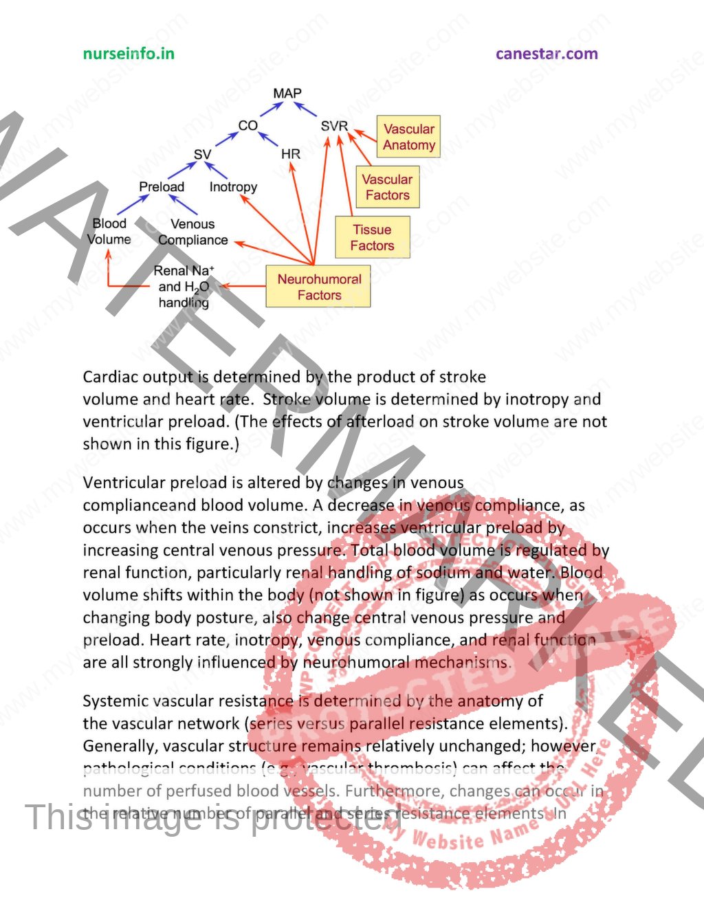 Anatomy visual data 4