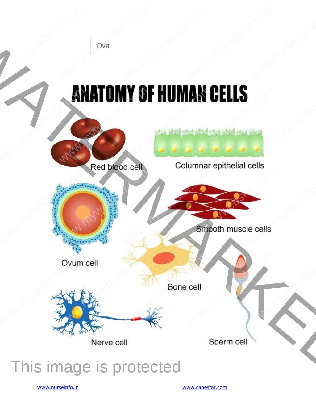 Anatomy And Physiology Book PDF For NURSING M B B S BDS DMLT 