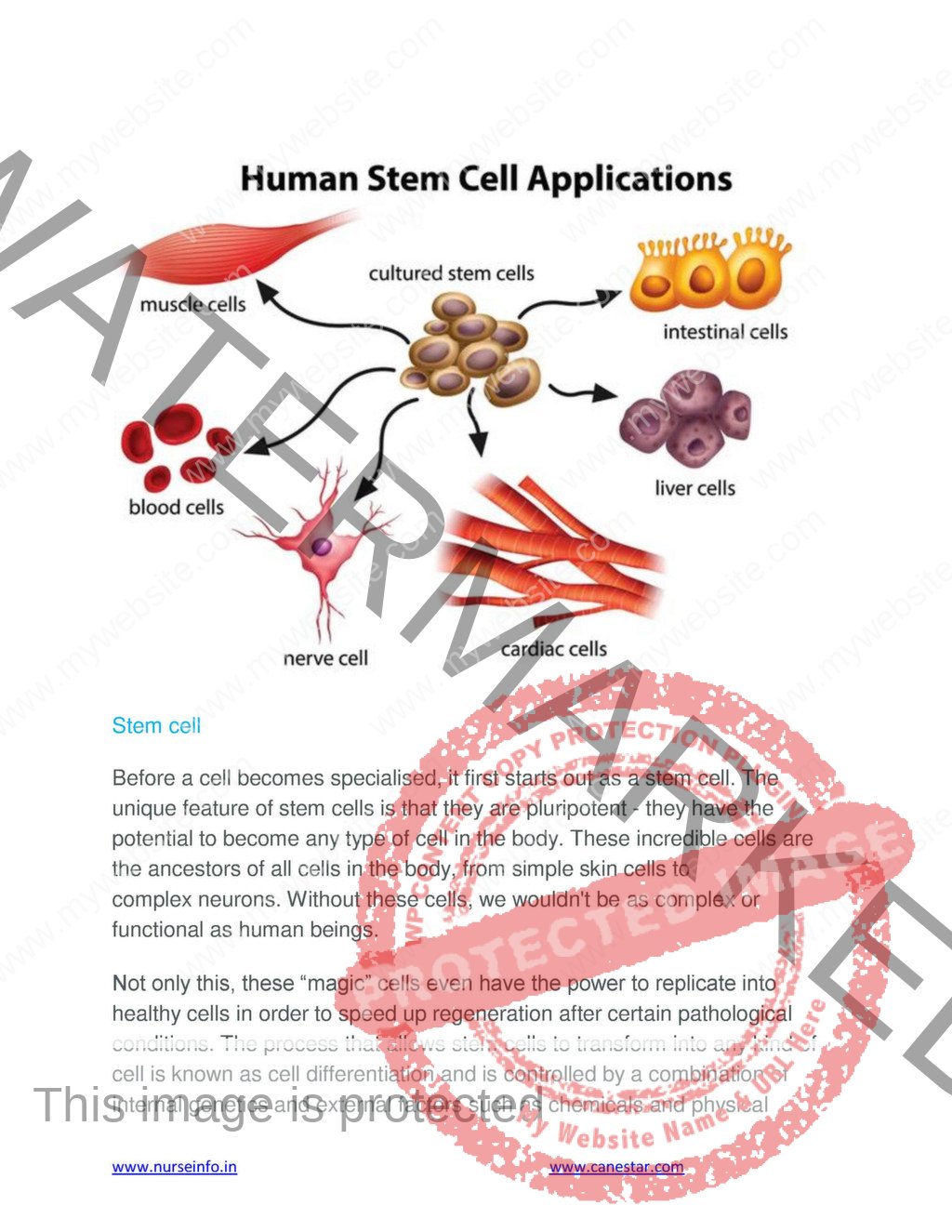 Anatomy And Physiology Book PDF For NURSING M B B S BDS DMLT 