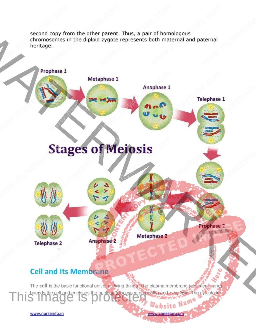 Anatomy And Physiology Book PDF For NURSING M B B S BDS DMLT 