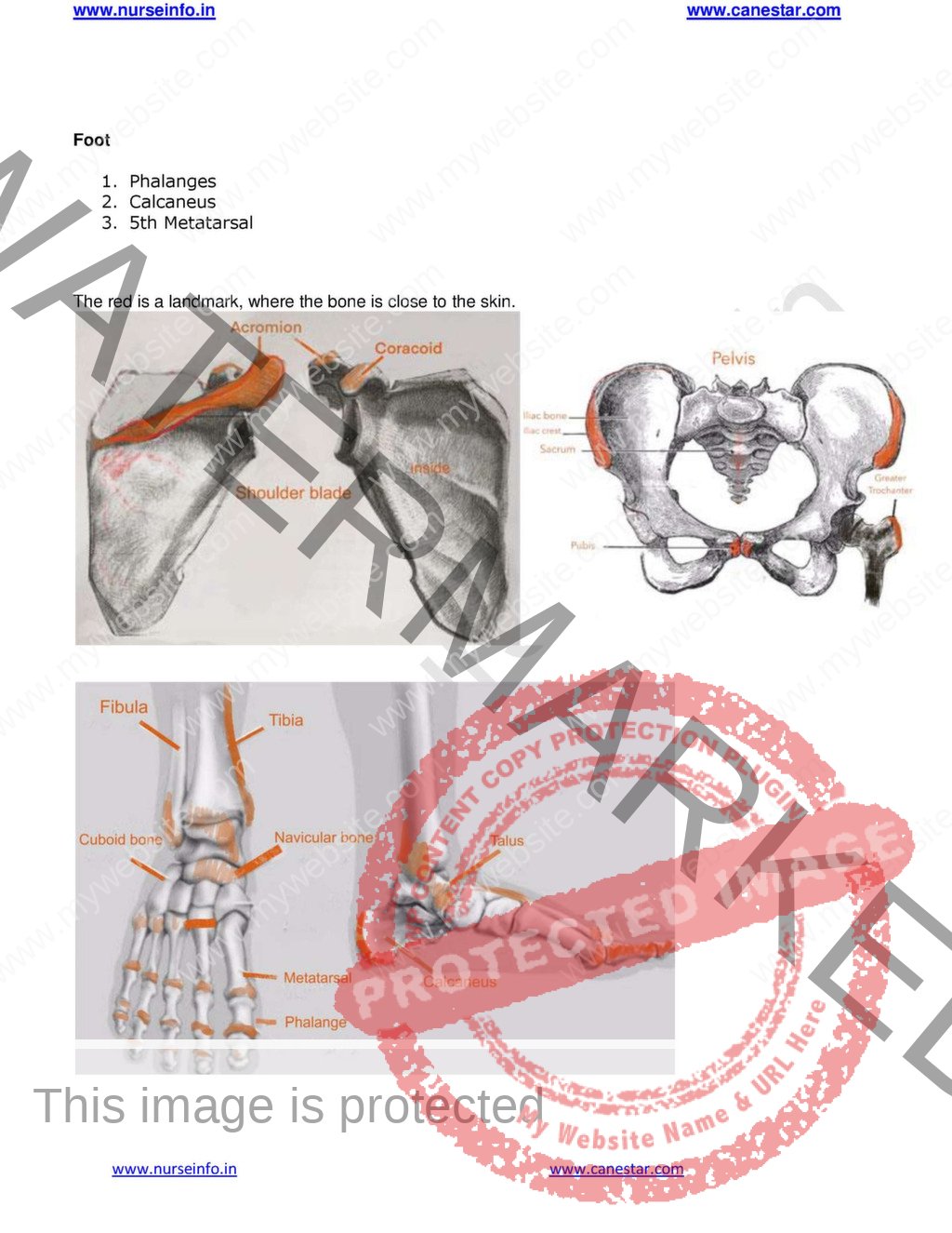 Applied Anatomy Notes/Book (PDF) FOR BSC NURSING STUDENTS - Nurse Info ...